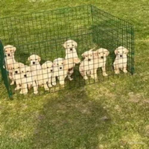 ten beautiful Labrador puppies for sale in Holbeach Clough, Lincolnshire - Image 2