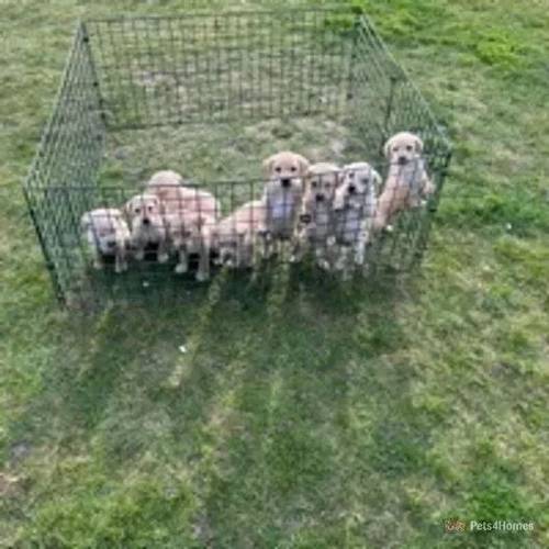 ten beautiful Labrador puppies for sale in Holbeach Clough, Lincolnshire - Image 3