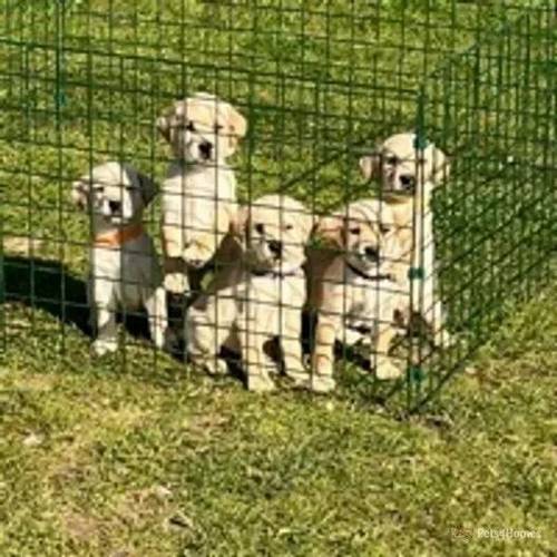 ten beautiful Labrador puppies for sale in Holbeach Clough, Lincolnshire - Image 5