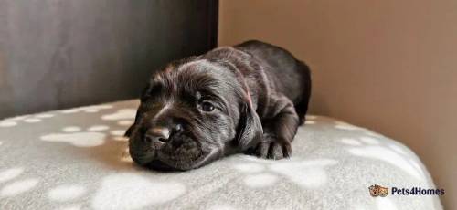 Beautiful Labrador KC Puppies Health Tested for sale in Cleator Moor, Cumbria - Image 1