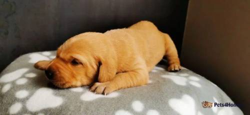 Beautiful Labrador KC Puppies Health Tested for sale in Cleator Moor, Cumbria - Image 3