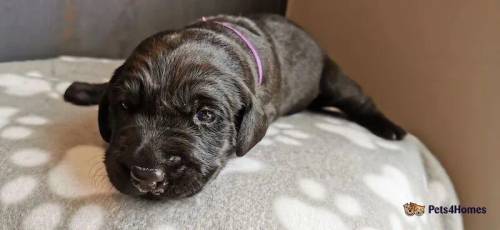 Beautiful Labrador KC Puppies Health Tested for sale in Cleator Moor, Cumbria - Image 4