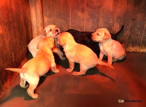 Beautiful KC Black & Golden Small Lab Pups. for sale in Fulmer, Slough - Image 1