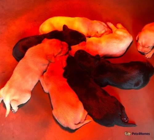 Beautiful KC Black & Golden Small Lab Pups. for sale in Fulmer, Slough - Image 4