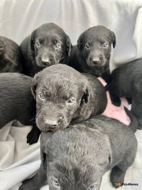 Stunning litter of Silver gene lab puppies for sale in Selby Common, Selby - Image 1