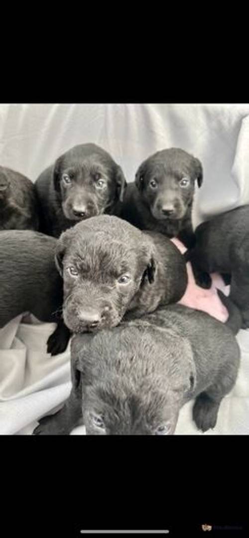 Stunning litter of Silver gene lab puppies for sale in Selby Common, Selby - Image 2