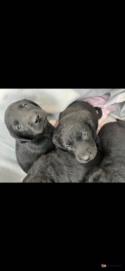 Stunning litter of Silver gene lab puppies for sale in Selby Common, Selby - Image 3