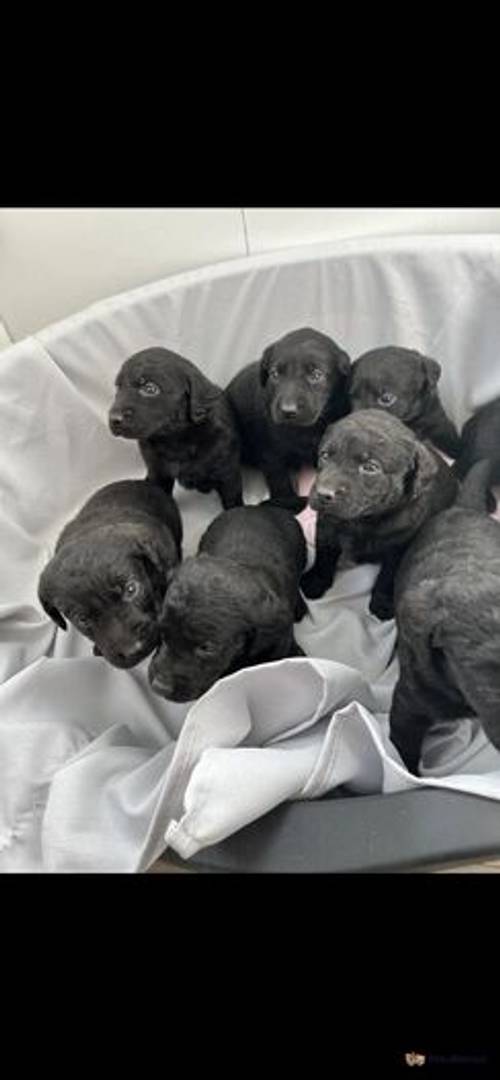 Stunning litter of Silver gene lab puppies for sale in Selby Common, Selby - Image 4