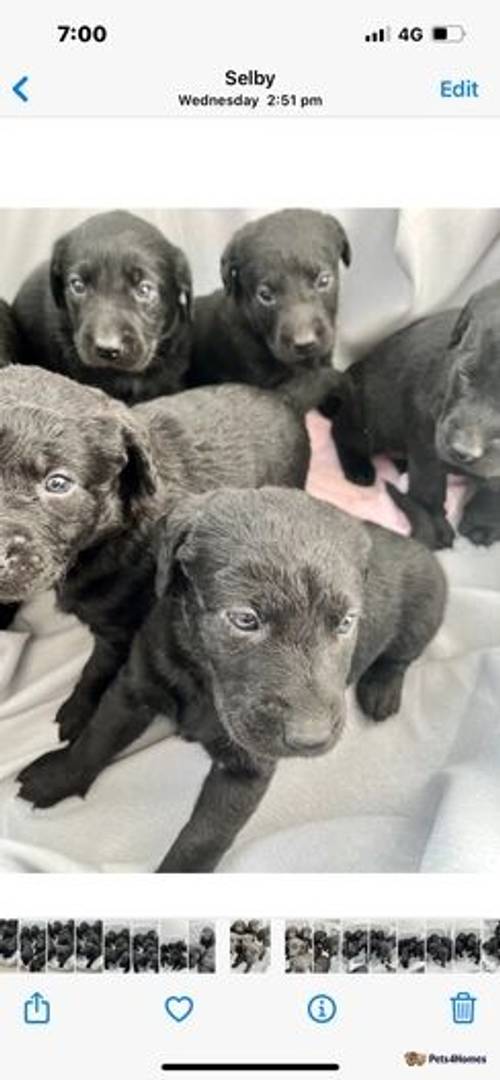 Stunning litter of Silver gene lab puppies for sale in Selby Common, Selby - Image 5