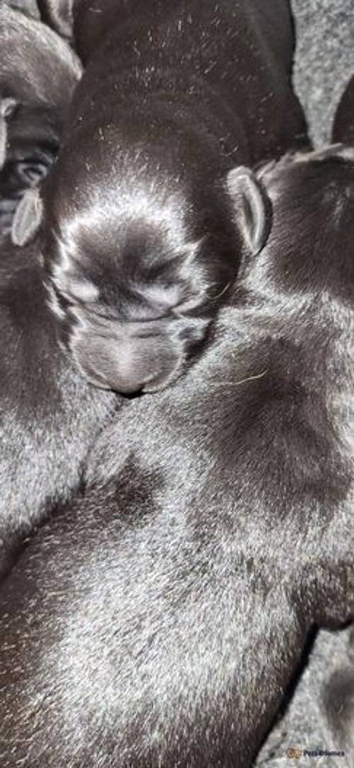 litter of labradors black males only for sale in Guisborough, North Yorkshire - Image 1