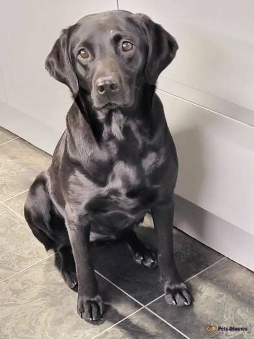 litter of labradors black males only for sale in Guisborough, North Yorkshire - Image 3