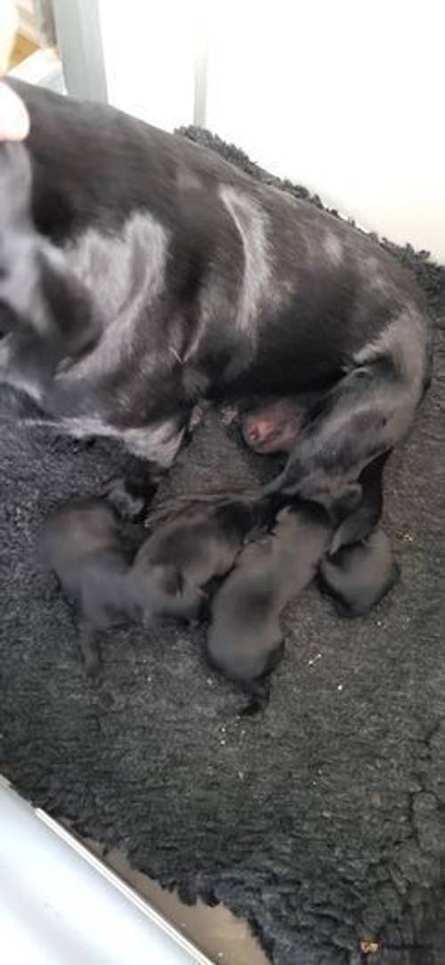 litter of labradors black males only for sale in Guisborough, North Yorkshire - Image 5