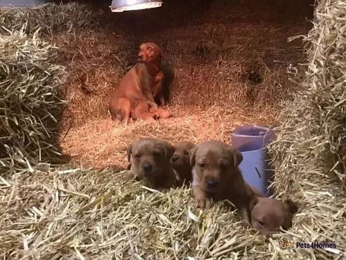 FOX RED LABRADOR PUPPIES for sale in Moreleigh, Totnes - Image 2