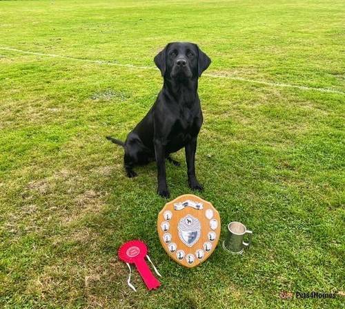 TOP CLASS WORKING LAB PUPS - Health tested parents for sale in Barrasford, Northumberland - Image 1