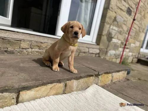 TOP CLASS WORKING LAB PUPS - Health tested parents for sale in Barrasford, Northumberland - Image 3