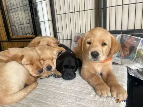 TOP CLASS WORKING LAB PUPS - Health tested parents for sale in Barrasford, Northumberland - Image 4