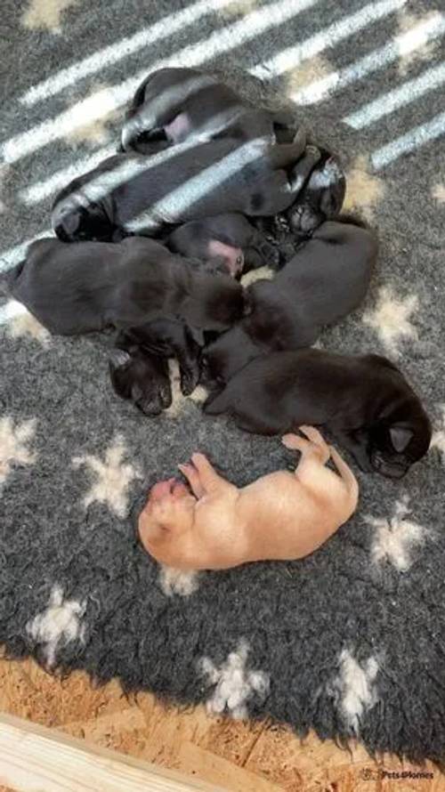 Kc Stunning Labrador Puppy's for sale in Basingstoke, Hampshire - Image 3