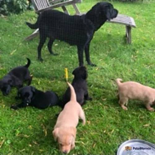 KC Reg Labrador Puppies for Sale in Bodmin, Cornwall - Image 1