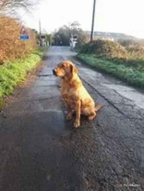 Beautiful Fox Red Labradors for sale in Soham, Ely - Image 1