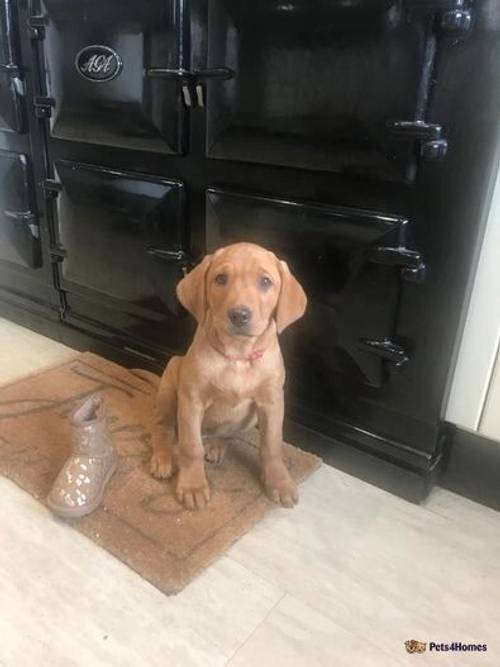 2 BOYS LEFT *Gorgeous KC Reg Fox Red Labrador***** for sale in Montgomery, Powys - Image 1