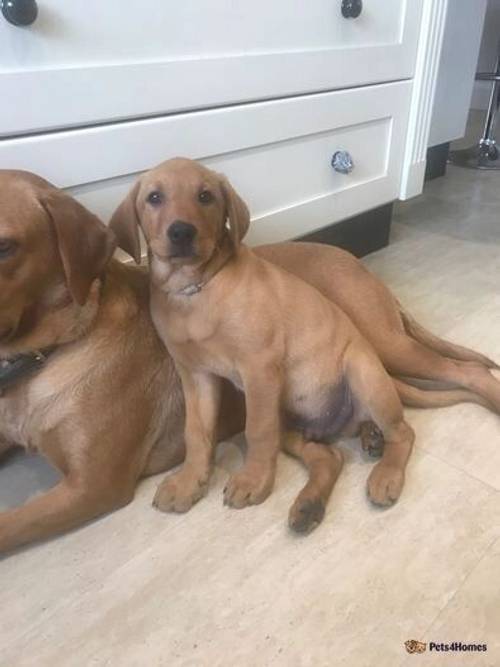 2 BOYS LEFT *Gorgeous KC Reg Fox Red Labrador***** for sale in Montgomery, Powys - Image 2