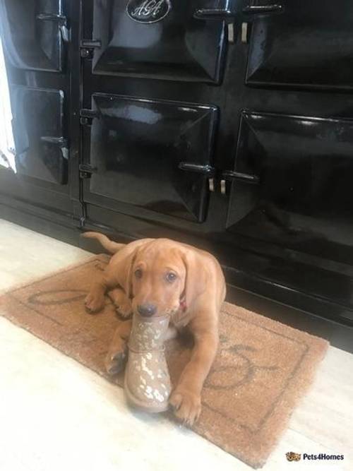 2 BOYS LEFT *Gorgeous KC Reg Fox Red Labrador***** for sale in Montgomery, Powys - Image 3