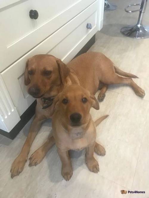 2 BOYS LEFT *Gorgeous KC Reg Fox Red Labrador***** for sale in Montgomery, Powys - Image 5