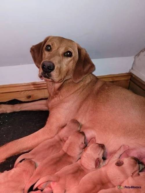 Fox Red Labrador Puppies. for sale in Low Mills, York - Image 1