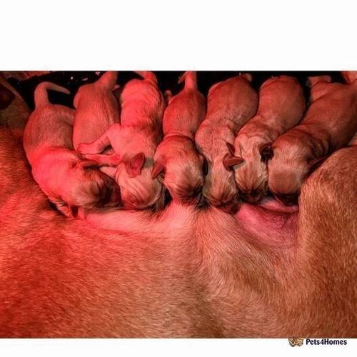 Fox Red Labrador Puppies. for sale in Low Mills, York - Image 3
