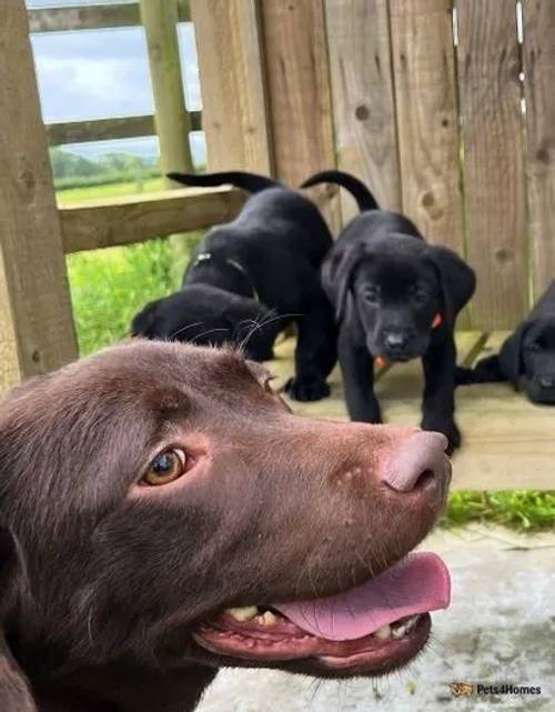 2 Gorgeous Black Labrador Boys for sale in Carmarthen/Caerfyrddin, Carmarthenshire - Image 3