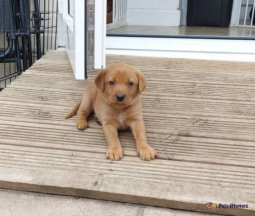 Fox red labrador puppies for sale in Port Solent, Hampshire - Image 1