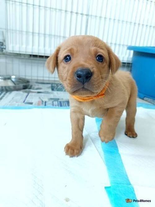 Fox red labrador puppies for sale in Port Solent, Hampshire - Image 4