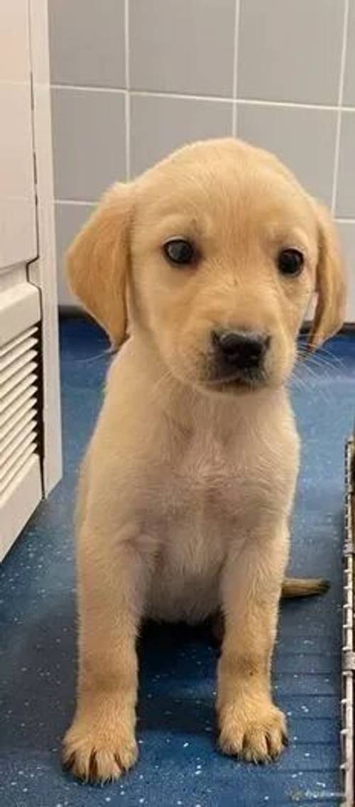 Labrador Puppies for sale in Baulking, Faringdon - Image 2