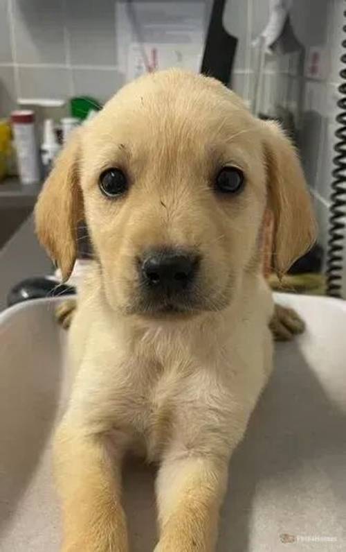 Labrador Puppies for sale in Baulking, Faringdon - Image 3