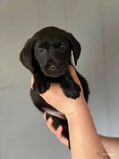 Labrador Puppies for sale in Baulking, Faringdon - Image 4