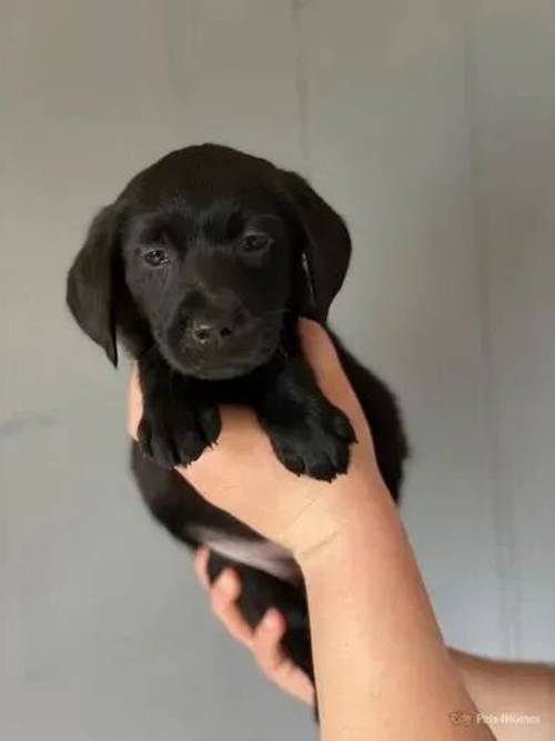 Labrador Puppies for sale in Baulking, Faringdon - Image 5