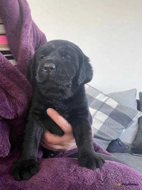 Labrador pups ready now *2 black left* for sale in Widnes, Cheshire - Image 1