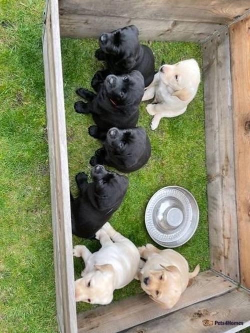 Labrador pups ready now *2 black left* for sale in Widnes, Cheshire - Image 2