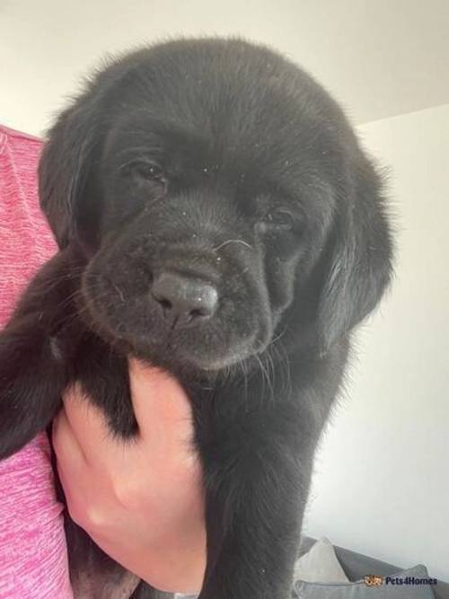 Labrador pups ready now *2 black left* for sale in Widnes, Cheshire - Image 4