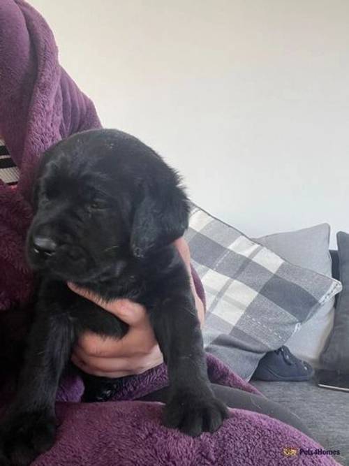 Labrador pups ready now *2 black left* for sale in Widnes, Cheshire - Image 5