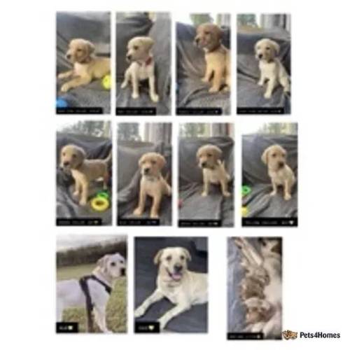 LITTER OF 8 STUNNING PUPPIES! READY NOW! for sale in Bartley Green, Birmingham - Image 1