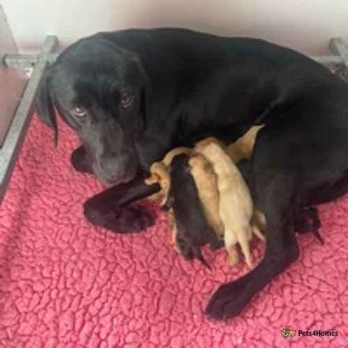 Pedigree Kc reg Labrador pups for sale in Skutterskelfe, Yarm - Image 1