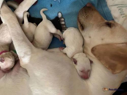 KC Reg Yellow White Labrador Puppies Health Tested for sale in Manchester, Greater Manchester - Image 3