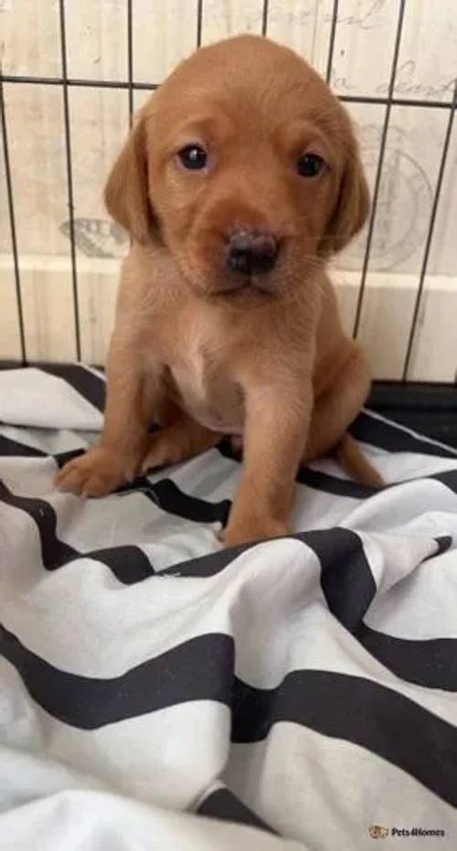 Fox Red Labrador pups KC registered.. for sale in Chaddesden, Derbyshire - Image 1