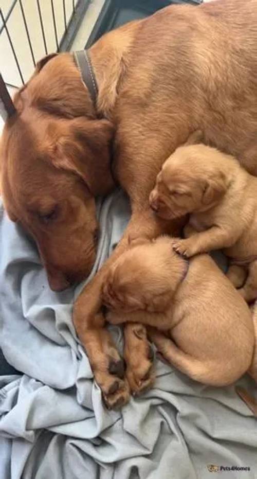 Fox Red Labrador pups KC registered.. for sale in Chaddesden, Derbyshire - Image 3