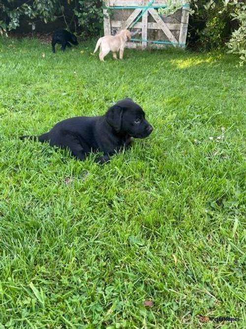 Labrador Red & Black Puppies for sale in Eau Withington, Herefordshire - Image 3