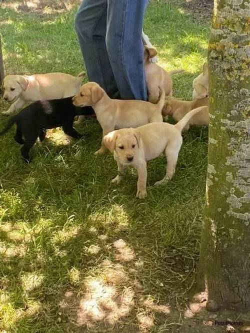 Labrador puppies for sale in Chesterton, Cambridgeshire - Image 1