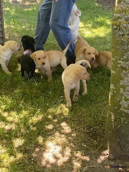 Labrador puppies for sale in Chesterton, Cambridgeshire - Image 2