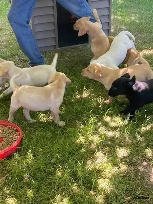 Labrador puppies for sale in Chesterton, Cambridgeshire - Image 3