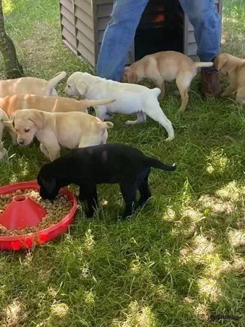 Labrador puppies for sale in Chesterton, Cambridgeshire - Image 4